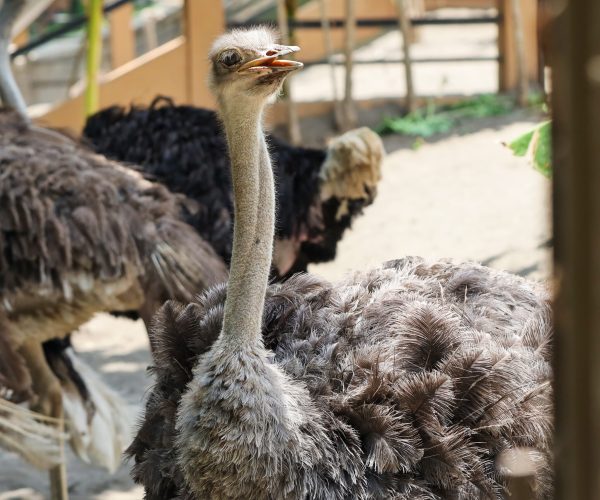 close up of ostrich in outdoor enclosure in the farm
